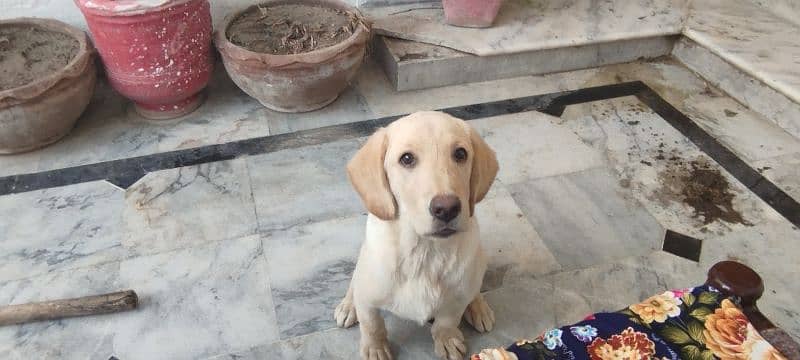 labrador retriver 4