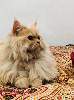 Persian beautiful fawn adult female available