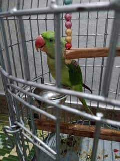 male raw parrot 8 month for sale 22000