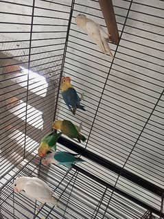 Lovebird breeder pair or ready to breed bird for sale. 0