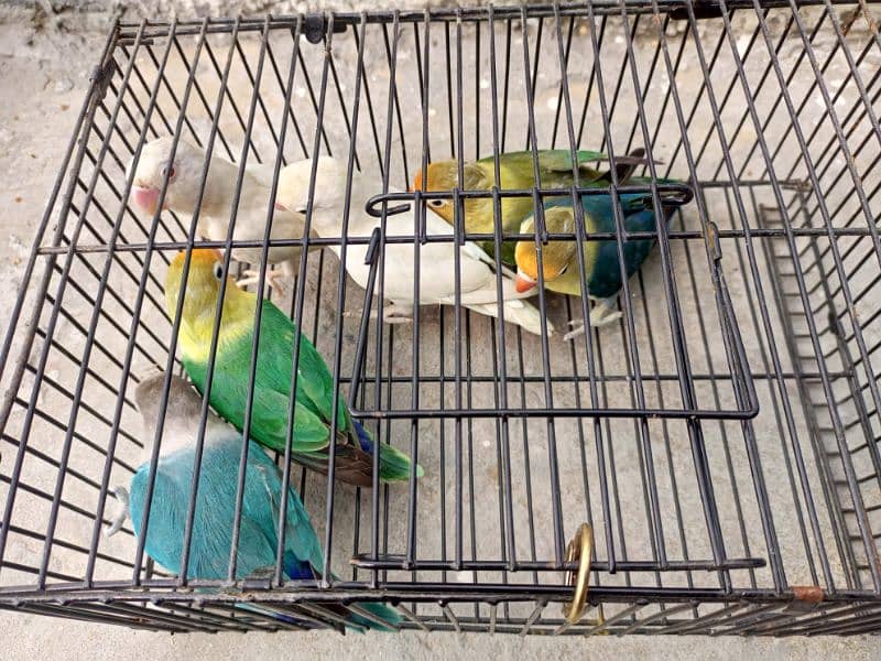 Lovebird breeder pair or ready to breed bird for sale. 2