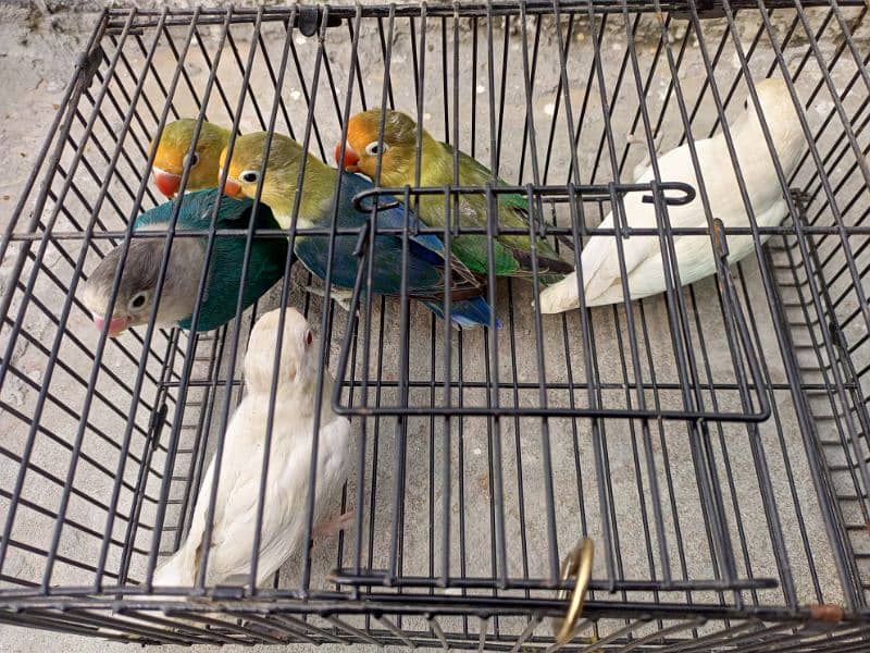 Lovebird breeder pair or ready to breed bird for sale. 4