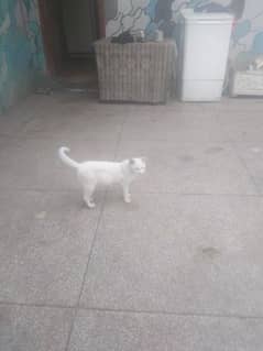 Persian cat single coat pregnant 2 month