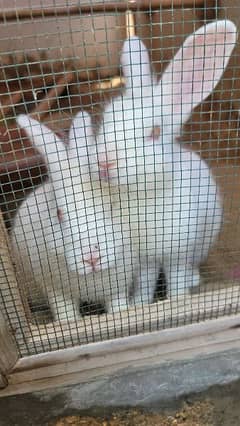 American Angora rabbits