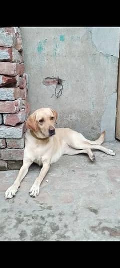 Labrador female 13months 03039701803