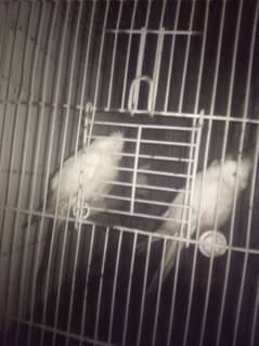 red eyes cockatiel pair