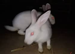 02 Rabbits for sale