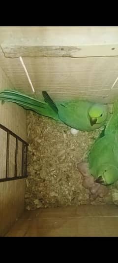 GREEN RINGNECK PARROT BREEDER PAIR FOR SALE.