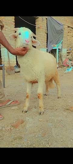 beautiful sheep male