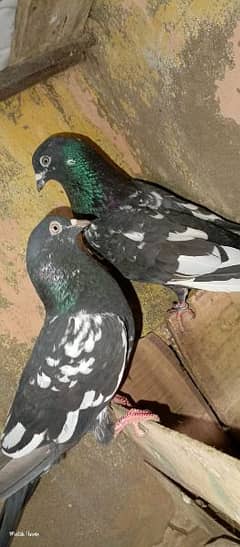 Black pair kabotar urgent sale 0