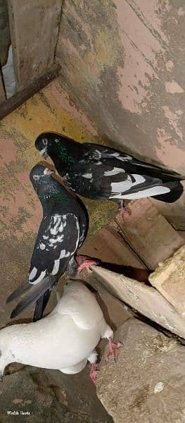 Black pair kabotar urgent sale 1