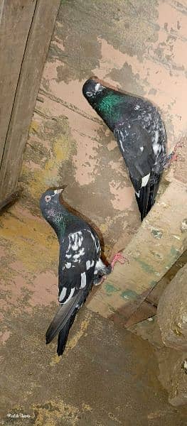 Black pair kabotar urgent sale 2