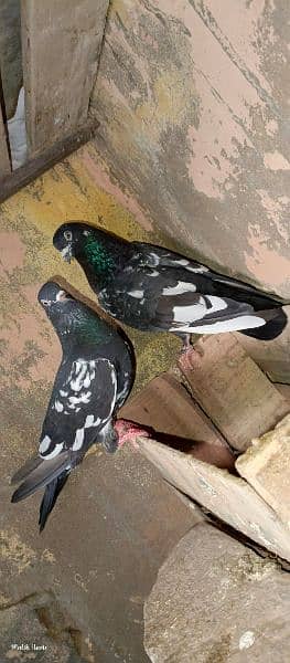 Black pair kabotar urgent sale 3