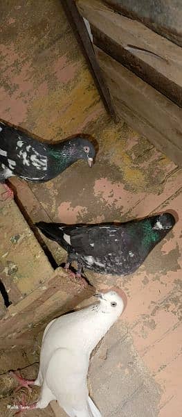 Black pair kabotar urgent sale 4