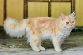 Persian cat