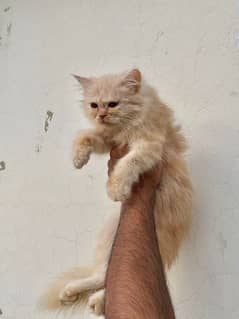 Punch face Persian kitten