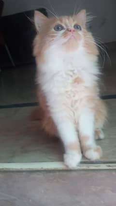 Persian cat tripe coated female