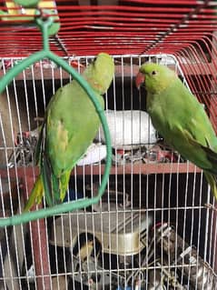 Green parot