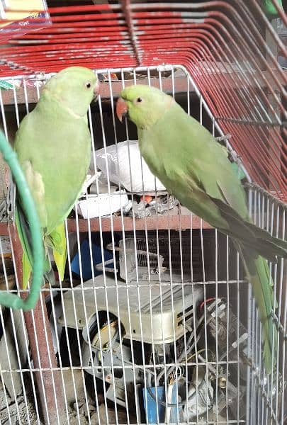 Green parot 1