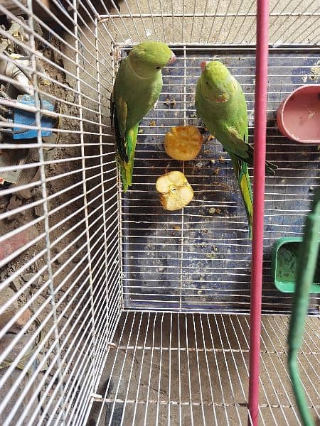 Green parot 3