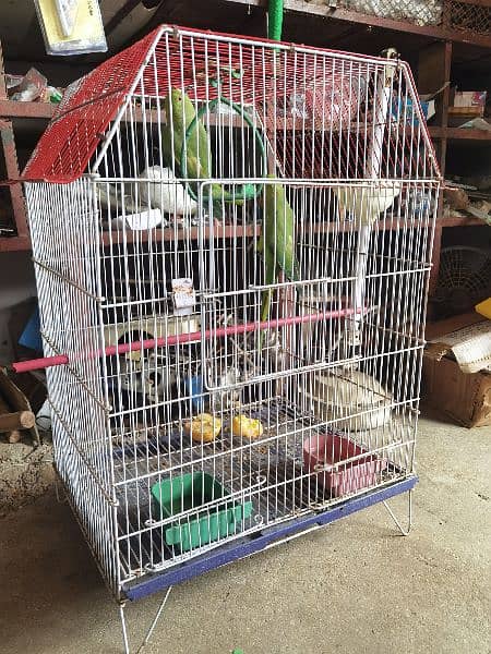 Green parot 4