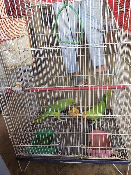 Green parot 8