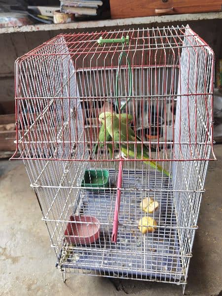 Green parot 11