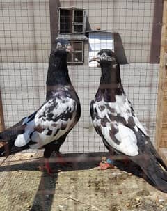 pigeons rampuri argent sale 03224690184