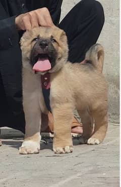 Turkish Kangal dog male 3 month for sale security dog available