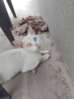 beautiful white cat different colors eyes