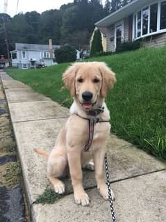 golden retriever pedigree pup male/female