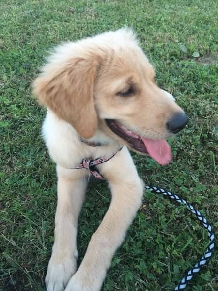 golden retriever pedigree pup male/female 1