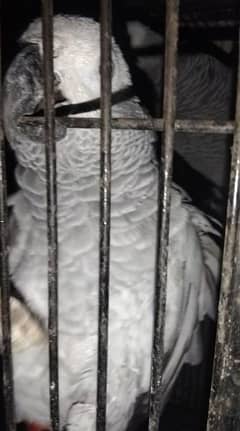 Top quality breeder pair African grey available  for sale 03126945780