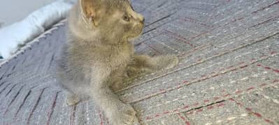 very beautiful Persian male cat kitten 0