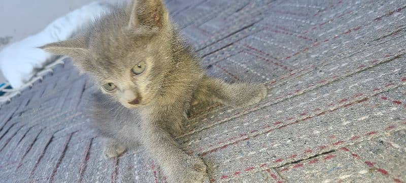 very beautiful Persian male cat kitten 1