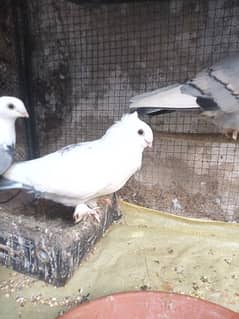 Piegon for sale fency