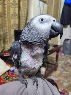 African Grey Parrot