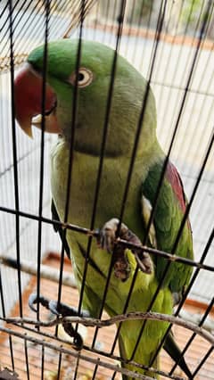 Raw parrot female