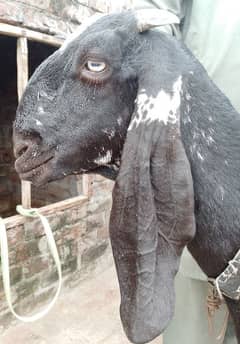 kali cheeni bakri 03364500984