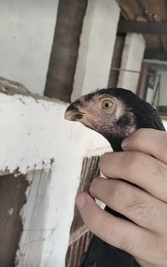 Parrot Beak chick available for sale . . urgent for sale