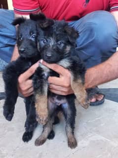 Black German shepherd/ German shepherd puppies available for sale