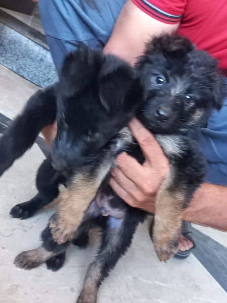 Black German shepherd/ German shepherd puppies available for sale 1