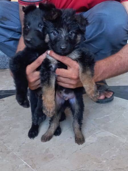 Black German shepherd/ German shepherd puppies available for sale 2