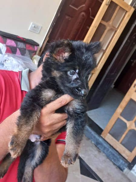 Black German shepherd/ German shepherd puppies available for sale 3