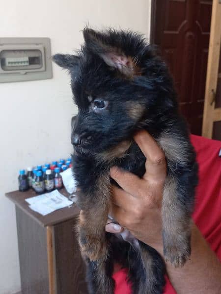 Black German shepherd/ German shepherd puppies available for sale 4