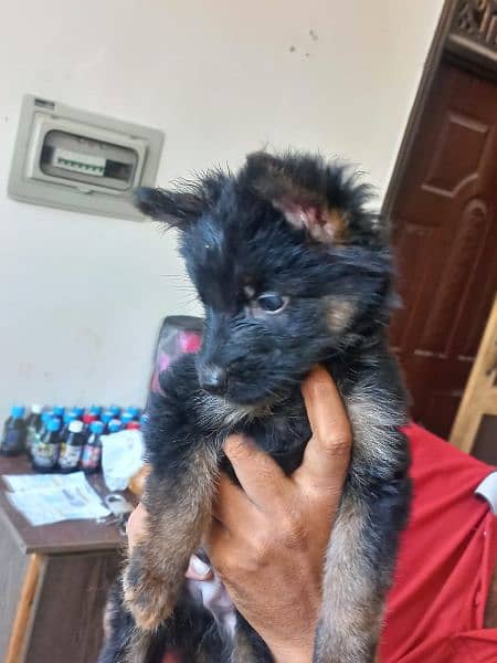 Black German shepherd/ German shepherd puppies available for sale 5