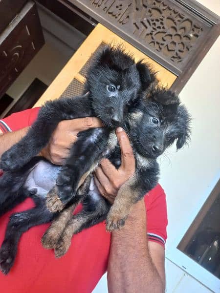 Black German shepherd/ German shepherd puppies available for sale 6