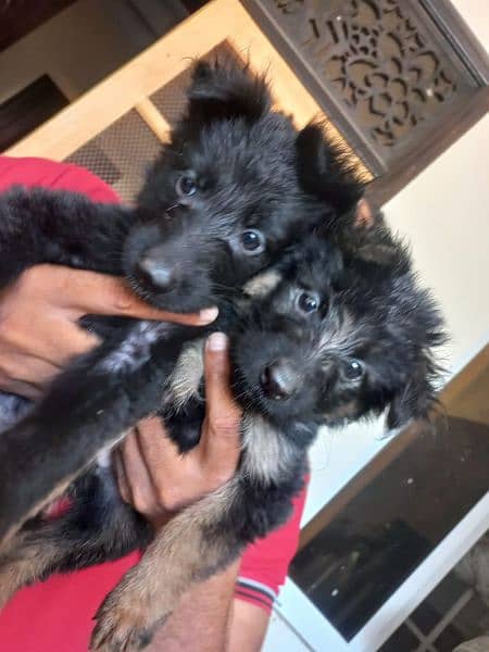 Black German shepherd/ German shepherd puppies available for sale 7