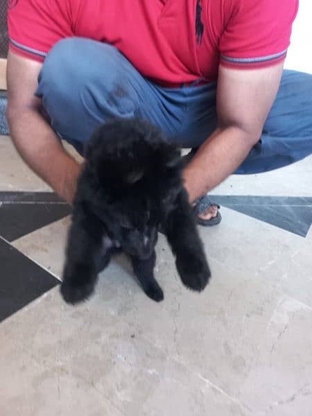 Black German shepherd/ German shepherd puppies available for sale 8