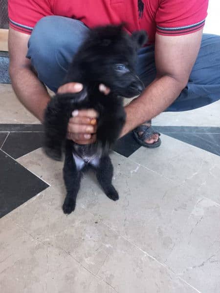 Black German shepherd/ German shepherd puppies available for sale 9